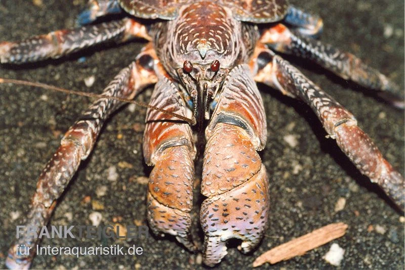 Palmendieb, Birgus Latro 3 Palmendieb, Birgus Latro