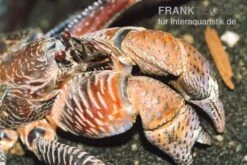 Palmendieb, Birgus Latro 5 Palmendieb, Birgus Latro -Heimtierbedarf Palmendieb Birgus latro 02