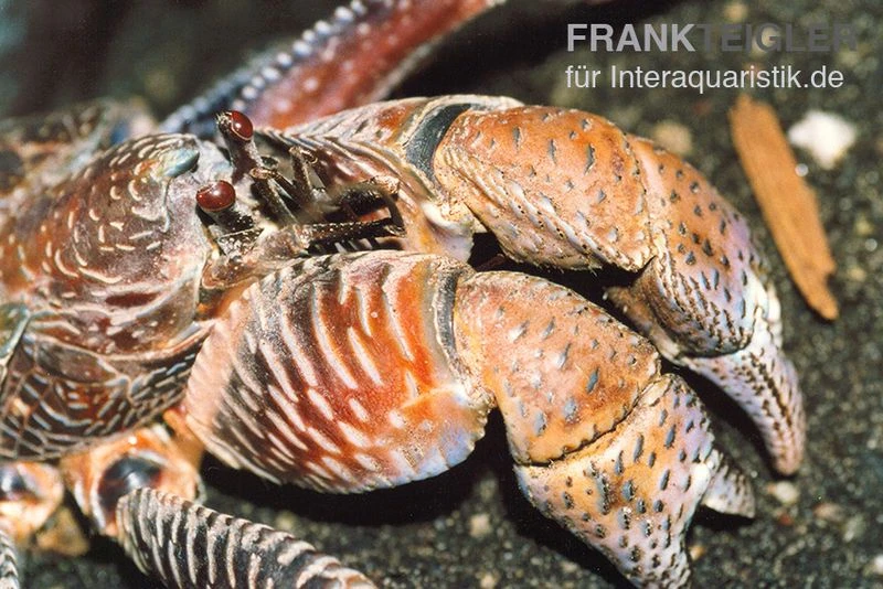 Palmendieb, Birgus Latro 4 Palmendieb, Birgus Latro – Bild 2