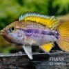 Papagei-Zwergbuntbarsch, Apistogramma Cf. Ortegai "Purple", Paarweise -Heimtierbedarf Papagei Zwergbuntbarsch Apistogramma cf ortegai Purple 1