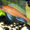 Neon-Kärpflingscichlide, Paracyprichromis Nigripinnis "Blue Neon", DNZ 1 Neon-Kärpflingscichlide, Paracyprichromis Nigripinnis "Blue Neon", DNZ -Heimtierbedarf Paracyprichromis nigripinnis Blue Neon