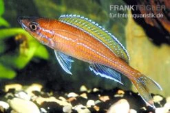 Neon-Kärpflingscichlide, Paracyprichromis Nigripinnis "Blue Neon", DNZ