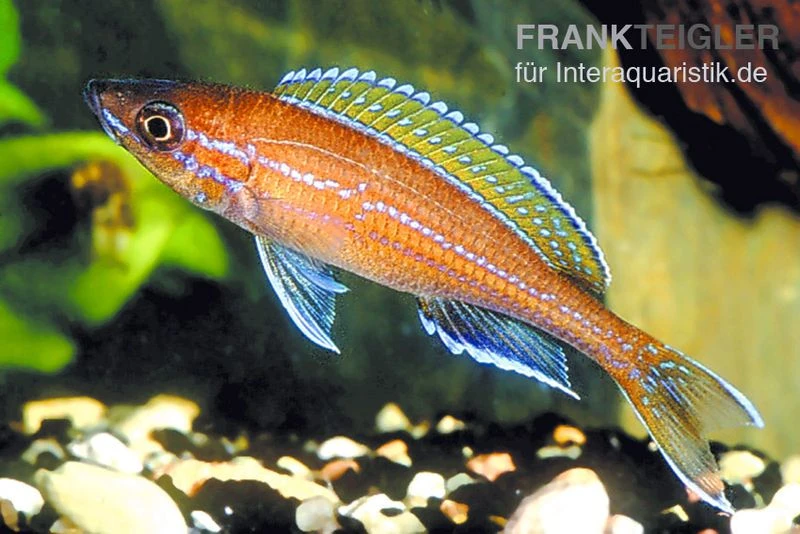 Neon-Kärpflingscichlide, Paracyprichromis Nigripinnis "Blue Neon", DNZ 3 Neon-Kärpflingscichlide, Paracyprichromis Nigripinnis "Blue Neon", DNZ