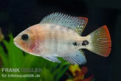 Quetzal-Buntbarsch, Cichlasoma Synspilum, DNZ 7 Quetzal-Buntbarsch, Cichlasoma Synspilum, DNZ -Heimtierbedarf Paraneetroplus melanurus 7