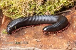 Parilis-Tausendfüßer, Mardonius Parilis Acuticonus