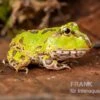 Pazifischer Hornfrosch, Ceratophrys Stolzmanni -Heimtierbedarf Pazifischer Hornfrosch Ceratophrys stolzmanni 1