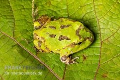 Pazifischer Hornfrosch, Ceratophrys Stolzmanni -Heimtierbedarf Pazifischer Hornfrosch Ceratophrys stolzmanni 3