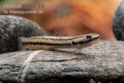 Pelewensis-Grundel, Stiphodon Pelewensis, 1 Paar -Heimtierbedarf Pelewensis Grundel Stiphodon pelewensis female 1