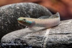 Pelewensis-Grundel, Stiphodon Pelewensis, 1 Paar -Heimtierbedarf Pelewensis Grundel Stiphodon pelewensis male 2