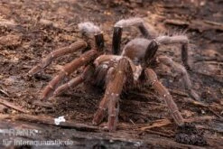 Kenia-Riesenvogelspinne, Pelinobius Muticus XL 7 Kenia-Riesenvogelspinne, Pelinobius Muticus XL -Heimtierbedarf Pelinobius muticus 5