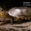 Pennsylvania-Klappschildkröte, Kinosternon Subrubrum -Heimtierbedarf Pennsylvania Klappschildkroete Kinosternon subrubrum 2