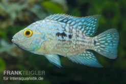 Perlcichlide, Herichthys Carpintis