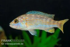 Perle Von Likoma, Melanochromis Joanjohnsonae
