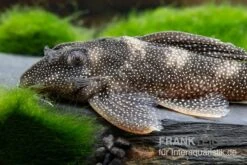 Perlhuhn-Harnischwels, L262, Hypancistrus Sp. -Heimtierbedarf Perlhuhn Harnischwels L 262 Hypancistrus sp 2