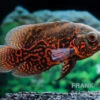 Pfauenaugenbuntbarsch "Black Tiger", Astronotus Ocellatus -Heimtierbedarf Pfauenaugenbuntbarsch Black Tiger Astronotus ocellatus 2