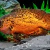 Pfauenaugenbuntbarsch "Smooth Red", Astronotus Ocellatus "Smooth Red" 2 Pfauenaugenbuntbarsch "Smooth Red", Astronotus Ocellatus "Smooth Red" -Heimtierbedarf Pfauenaugenbuntbarsch Smooth Red Astronotus ocellatus 1