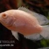 Albino Oscar, Pfauenaugenbuntbarsch, Astronotus Ocellatus -Heimtierbedarf Pfauenaugenbuntbarsch albino Astronotus ocellatus 1