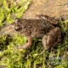 Pfützenfrosch, Phrynobatrachus Calcaratus -Heimtierbedarf Pfuetzenfrosch Phrynobatrachus calcaratus 11