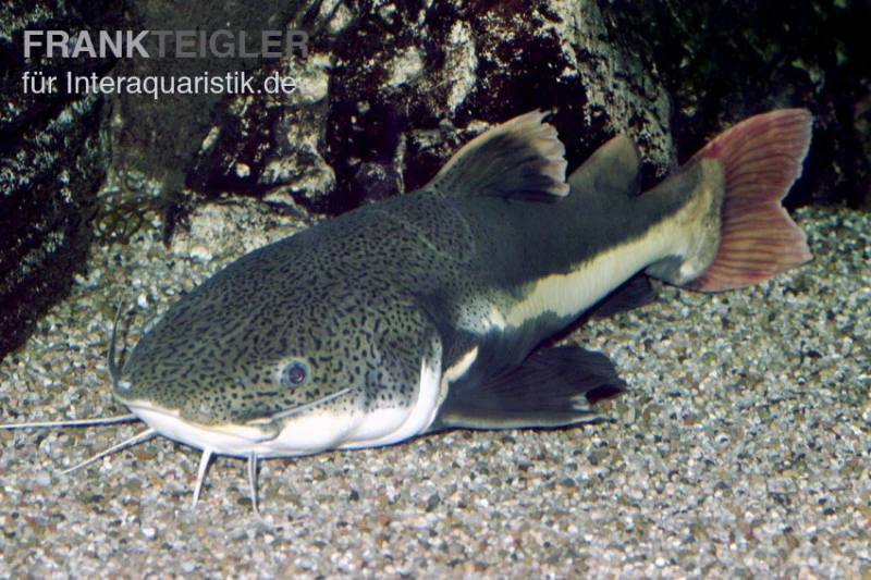 Rotflossen-Antennenwels, Phractocephalus Hemioliopterus (NUR Für Großaquarien) 3 Rotflossen-Antennenwels, Phractocephalus Hemioliopterus (NUR Für Großaquarien)