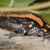 Gestreifter Wendehalsfrosch, Phrynomantis Bifasciatus -Heimtierbedarf Phrynomantis bifasciatus Wendehalsfrosch
