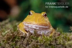 Pikachu-Pacman-Frog, Ceratophrys Cranwelli Pikachu -Heimtierbedarf Pikachu Pacman Frog Ceratophrys cranwelli Pikachu 02