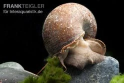 Afrikanische Riesen-Apfelschnecke, Pila Wernei -Heimtierbedarf Pila wernei 1a