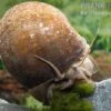Afrikanische Riesen-Apfelschnecke, Pila Wernei -Heimtierbedarf Pila wernei 2a