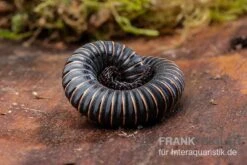 Pink Gestreifter Tausendfüßer, Odontostreptus Sjoestedti -Heimtierbedarf Pink gestreifter Tausendfuesser Odontostreptus sjoestedti 3