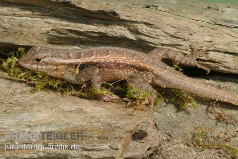 Pinkbauch-Stachelleguan, Sceloporus Variabilis 3 Pinkbauch-Stachelleguan, Sceloporus Variabilis