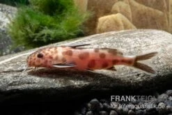 Pinker Kuckucks-Fiederbartwels, Synodontis Petricola "Pink" -Heimtierbedarf Pinker Kuckucks Fiederbartwels Synodontis petricola Pink 2
