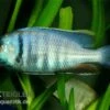 Likomamaulbrüter, Placidochromis Electra "Black Face", DNZ -Heimtierbedarf Placidochromis electra likomamaulbrueter