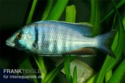 Likomamaulbrüter, Placidochromis Electra "Black Face", DNZ