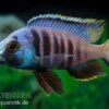 Mandalawi-Maulbrüter, Placidochromis "Electra Superior", DNZ -Heimtierbedarf Placidochromis electra superior