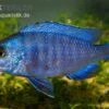 Weißlippen-Phenochilus, Placidochromis Phenochilus Mdoka, DNZ
