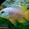 Placidochromis Spec. JALO REEF, DNZ 2 Placidochromis Spec. JALO REEF, DNZ -Heimtierbedarf Placidochromis spec JALO REEF