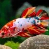 Plakat Kampffisch Candy, Männchen, Betta Splendens 2 Plakat Kampffisch Candy, Männchen, Betta Splendens -Heimtierbedarf Plakat Kampffisch Candy Maennchen Betta splendens 2