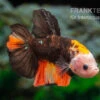 Plakat Kampffisch Fancy Color, Männchen, Betta Splendens -Heimtierbedarf Plakat Kampffisch Fancy Color Maennchen Betta splendens neu 1