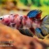 Plakat Kampffisch Koi, Männchen, Betta Splendens -Heimtierbedarf Plakat Kampffisch Koi Betta Plakat Koi Maennchen 1