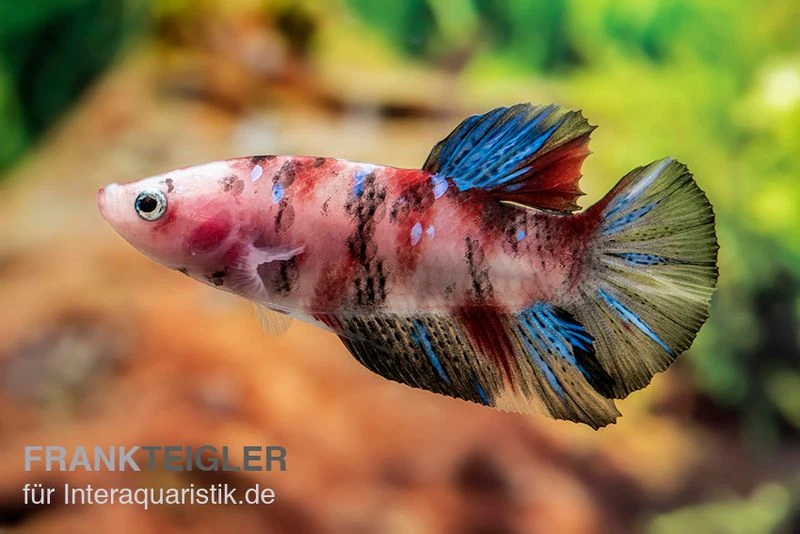 Plakat Kampffisch Koi, Männchen, Betta Splendens 3 Plakat Kampffisch Koi, Männchen, Betta Splendens