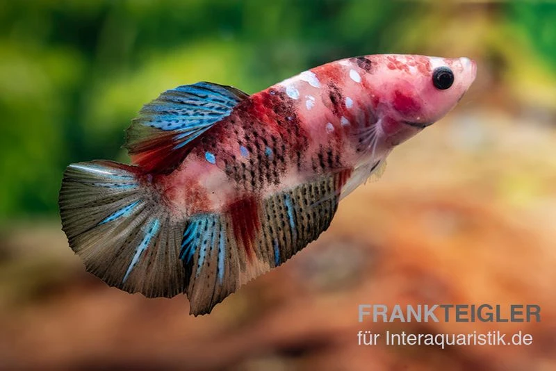 Plakat Kampffisch Koi, Männchen, Betta Splendens 4 Plakat Kampffisch Koi, Männchen, Betta Splendens – Bild 2