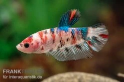Plakat Kampffisch Koi, Männchen, Betta Splendens 9 Plakat Kampffisch Koi, Männchen, Betta Splendens -Heimtierbedarf Plakat Kampffisch Koi Betta Plakat Koi Maennchen 3