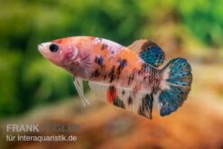 Plakat Kampffisch Koi, Männchen, Betta Splendens 10 Plakat Kampffisch Koi, Männchen, Betta Splendens -Heimtierbedarf Plakat Kampffisch Koi Betta Plakat Koi Weibchen 2
