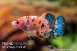 Plakat Kampffisch Koi, Männchen, Betta Splendens 11 Plakat Kampffisch Koi, Männchen, Betta Splendens -Heimtierbedarf Plakat Kampffisch Koi Betta Plakat Koi Weibchen 3