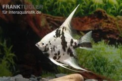 Platinum-Panda-Skalar, Pterophyllum Scalare