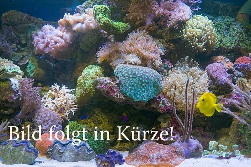 Goldene Seidenspinne, Nephila Clavipes 3 Goldene Seidenspinne, Nephila Clavipes