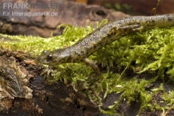 Spanischer Rippenmolch, Pleurodeles Waltl -Heimtierbedarf Pleurodeles waltl rippenmolch
