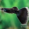 Charcoal Black Guppy, Poecilia Reticulata -Heimtierbedarf Poecilia reticulata Charcoal black 9