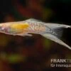 Golden Lace Sword Guppy, Poecilia Reticulata -Heimtierbedarf Poecilia reticulata Golden Lace Sword 8