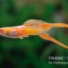 RREA Double Sword Endlers Guppy, Poecilia Reticulata -Heimtierbedarf Poecilia wingei RREA Double Sword 2