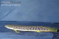 Pollis Flösselhecht, Polypterus Polli -Heimtierbedarf Pollis Floesselhecht Polypterus polli